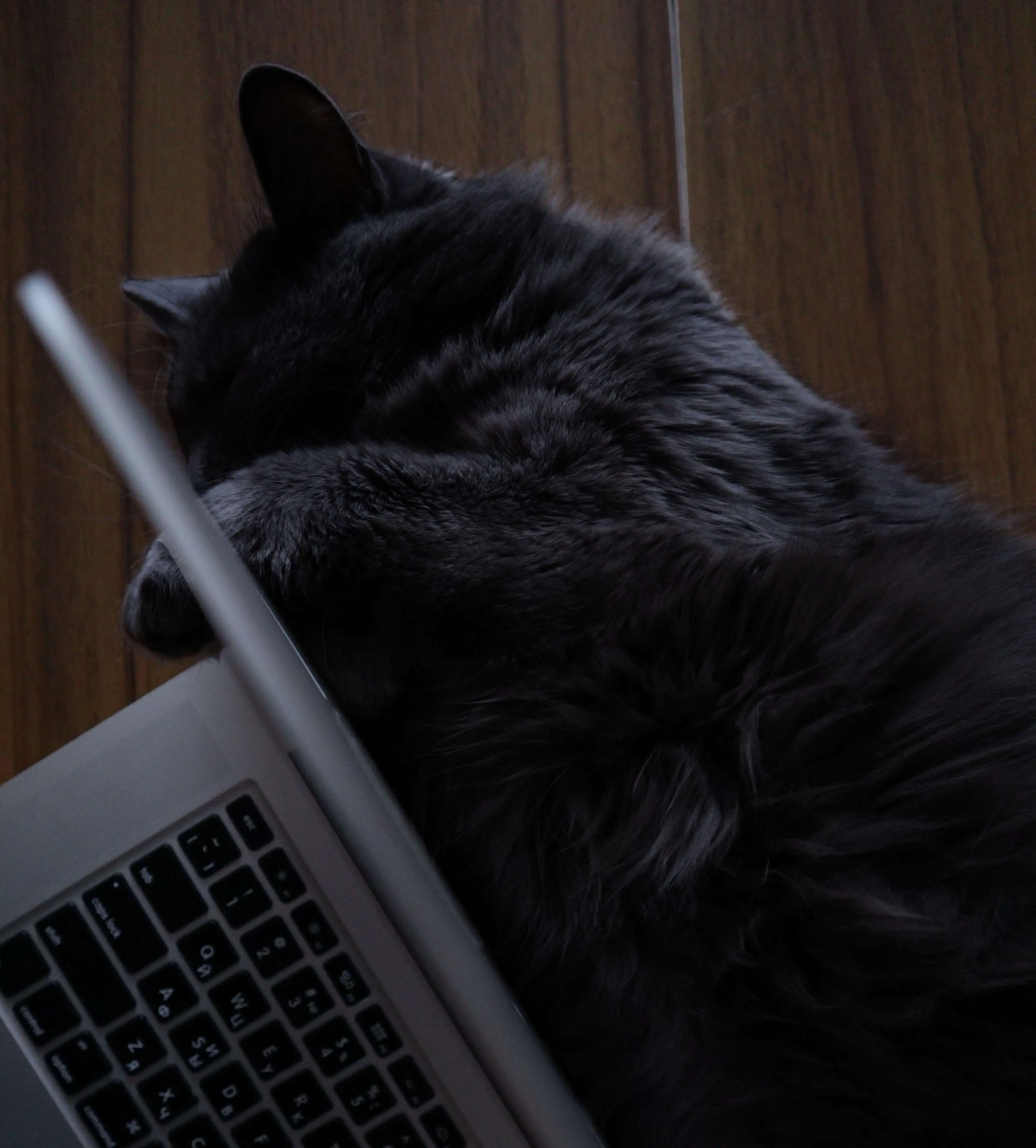 chat sur un clavier